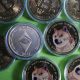 Bitcoin stable after Wednesday's drubbing—Ethereum and Dogecoin sink again