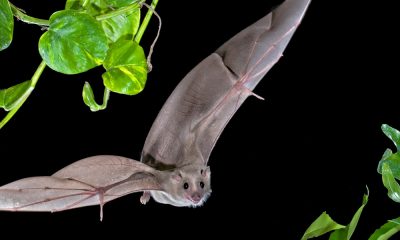 Bats’ brains predict their next move during flight