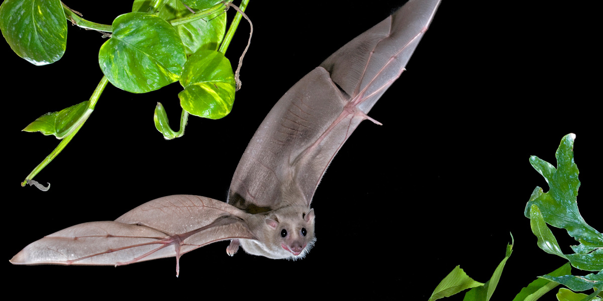 Bats’ brains predict their next move during flight