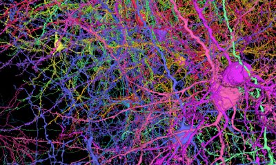 This is a map of half a billion connections in a tiny bit of mouse brain