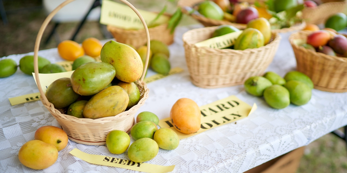 Venture capital firm Greylock gears up for mango seeds