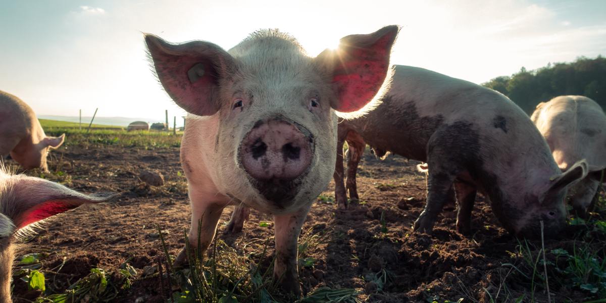 Surgeons have successfully tested a pig’s kidney in a human patient