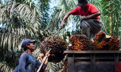 Indonesia palm oil ban could hike prices in everything from snacks to shampoo