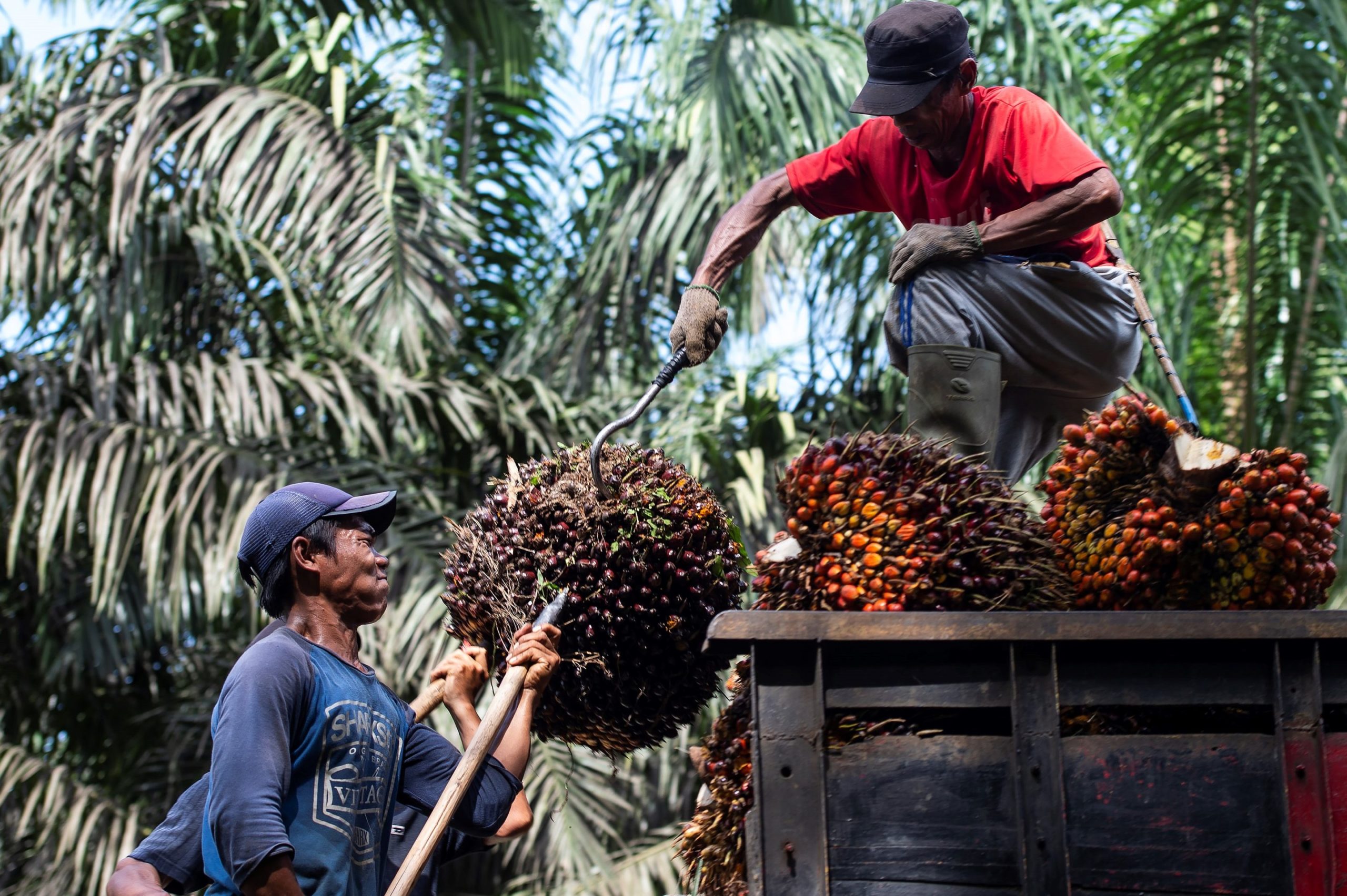 Indonesia palm oil ban could hike prices in everything from snacks to shampoo