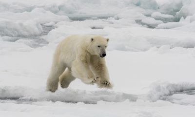 A group of polar bears in Greenland adjust their hunting practices to adapt to climate change
