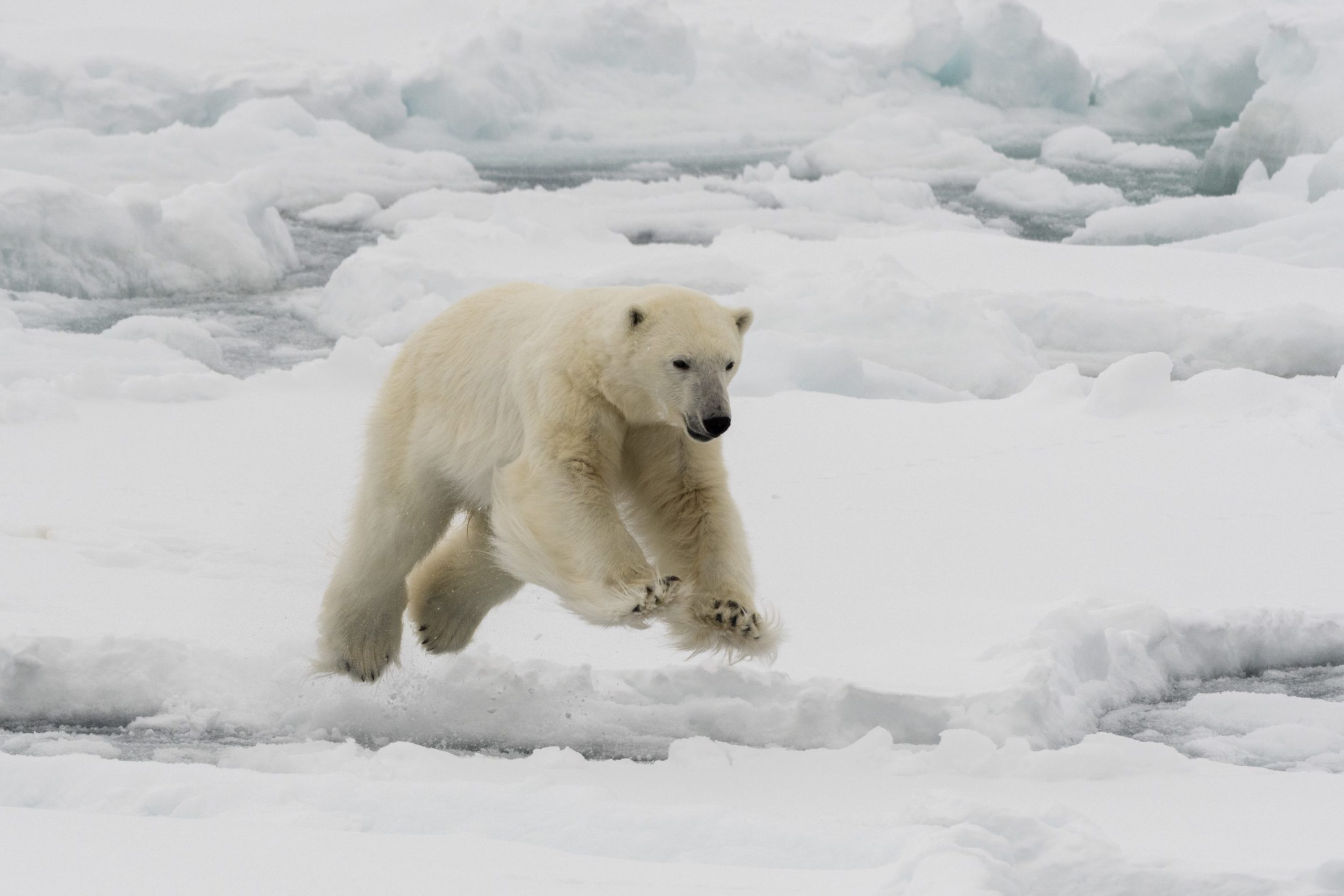 A group of polar bears in Greenland adjust their hunting practices to adapt to climate change