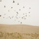 A flock of pigeons circle in the air above homes in a Uyghur farming village on the desert's edge.
