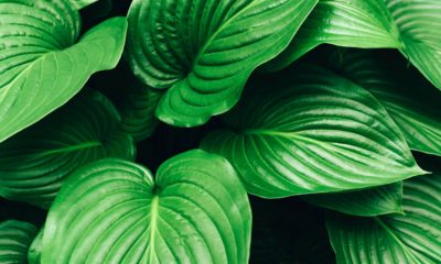 How adding a common houseplant to your workspace can boost mood and productivity