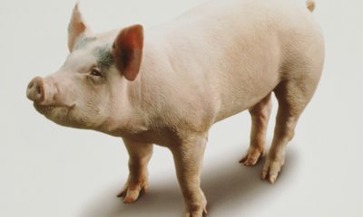 Researchers repaired cells in damaged pig organs an hour after the animal’s death