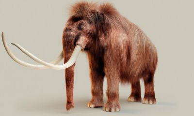 The Download: resurrecting mammoths, and the climate bill’s big flaw