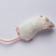 This biotech says mice live longer after genetic reprogramming