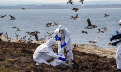 We don’t need to panic about a bird flu pandemic—yet