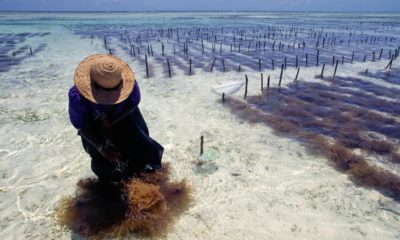 Seaweed farming for carbon dioxide capture would take up too much of the ocean