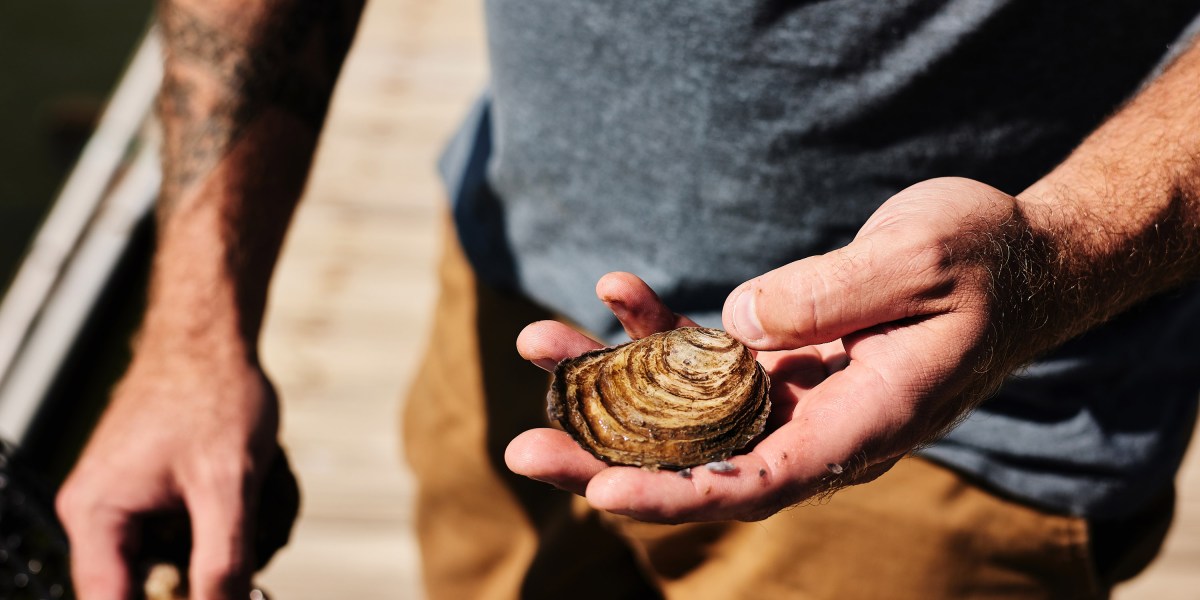 The Download: oyster aquaculture, and trusting AI with our bodies